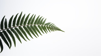 Naklejka premium Fern leaves on white background