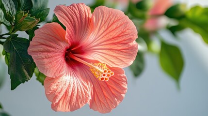 A close-up of a fully bloomed hibiscus flower, its vivid pink petals glowing against a crisp white background.