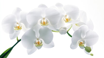 A close-up shot of a white orchid, its soft petals glowing against the pure white background, symbolizing refinement and beauty.