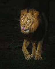 Asiatic lion named Devraj strolling with tongue out