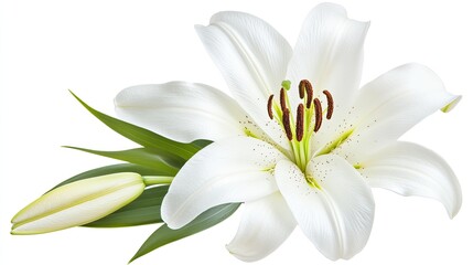 Obraz premium A delicate white lily, captured in full bloom on a white background, symbolizing purity and grace.