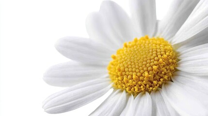 Obraz premium A detailed close-up of a daisy, its white petals and yellow center popping against a white background, creating a fresh and clean visual.