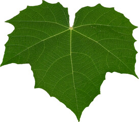 Green leaf texture on transparent background, PNG