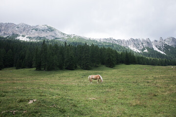 Haflinger blonde horse grazing on green grass in mountain alps, Cortina D'Ampezzo, South Tyrol,...