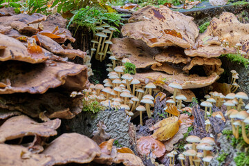 Maitake with all Sulfur Tuft surrounded on a tree stump with autumn leaves and moss