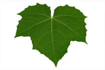 Green leaf texture on isolated white background