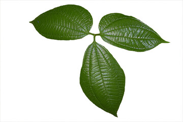 Green leaf texture on isolated white background