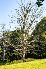 Levens Hall country park in the Lake District