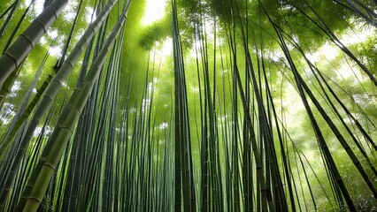 Fototapeta premium A tranquil bamboo forest, with tall, slender bamboo stalks reaching toward the sky, and soft sunlight filtering through the green canopy