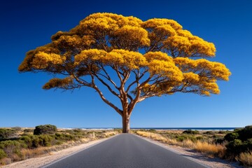 Obraz premium Acacia trees lining a rural road, their golden-yellow flowers contrasting against a clear blue sky