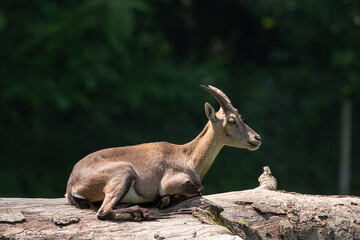 Chevre sur tronc d'arbre