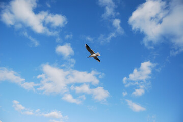 Black Sea Ivory Gull in flight.
Flight of a seagull against a blue sky.