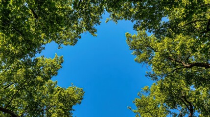 Looking Up Through Trees