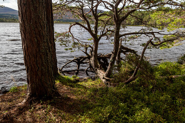 Loch Garten in the Cairngorms Scotland