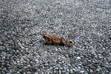 a frog crossing the road