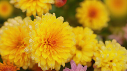 Bright yellow chrysanthemums on a blurred background of flowers