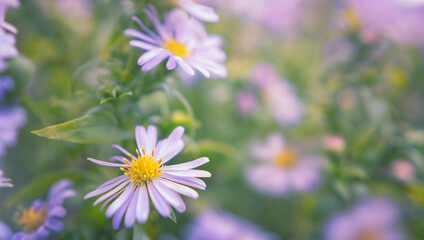 Purple aster flower in sunlight with blurred background