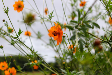rosée matinale sur un jardin d’œillet d'inde 