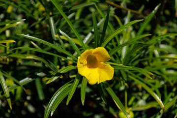 Blossom of Cascabela thevetia. Thevetia peruviana in the family Apocynaceae. Poisonous plant. Flower of yellow oleander. Flora of Canary Islands. Interesting nature concept
