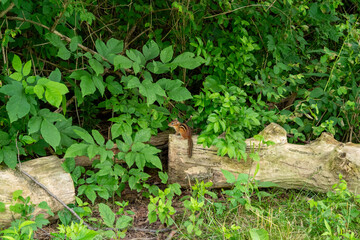 A chipmunk stands on a log surrounded by dense green foliage in Mendon Ponds Park. The natural setting features lush plants and shrubs, blending into the woodland environment.