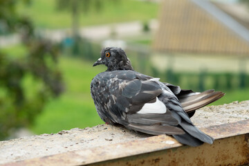 Dove Columbidae popular city bird