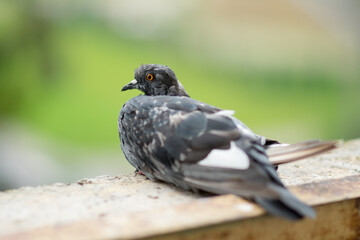 Dove Columbidae popular city bird