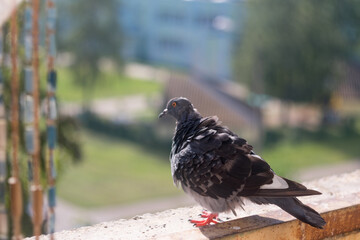 Dove Columbidae popular city bird