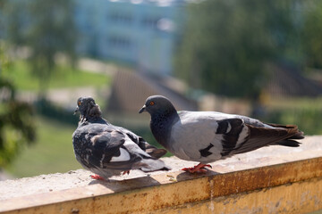 Dove Columbidae popular city bird