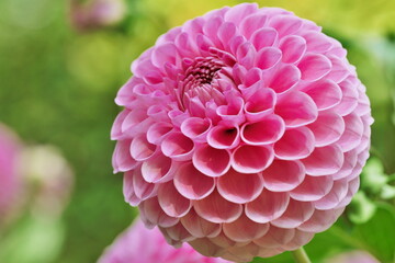 Pink Dahlia flowers background.