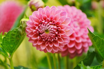 Pink Dahlia flowers background.