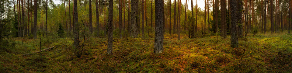 Obraz premium pine forest with mossy hummocks. wide format panoramic side view in 20x5 format. picturesque September landscape