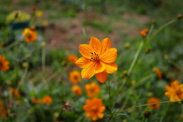 rosée matinale sur un jardin d’œillet d'inde 