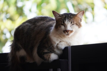 beautiful domestic white and gray cat sitting on iron fence during the day, feeling sleepy, adorable and very cute