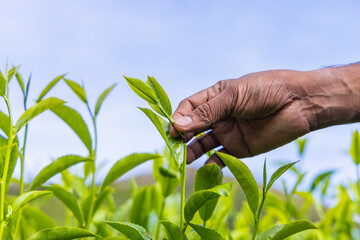 Picking fresh tea leaves from tea plantation