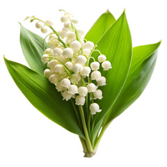 Fototapeta premium lily of the valley