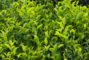 Green tea tree leaves field in Munnar, Kerala