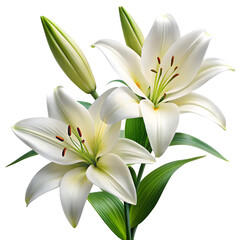 Fototapeta premium white lilies isolated on a transparent background,