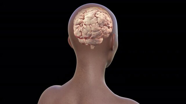 Human brain with highlighted precentral gyrus, 3D animation. The site of primary motor cortex.