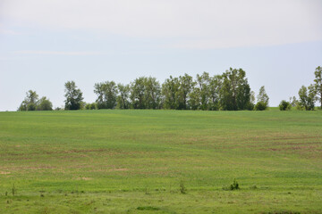 a field of green grass with trees in the background banner