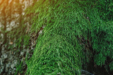 Close up of green moss growing on roots of tree trunk in the forest. Sun rays blur background.