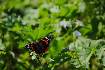 Motyl na tle zielonej łąki © Tomasz