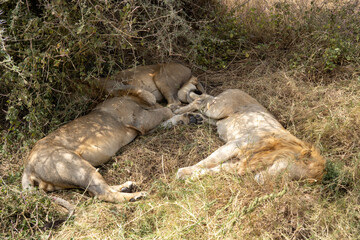 Lions sleeping under bushes - Serengeti National Park, Tanzania, Africa