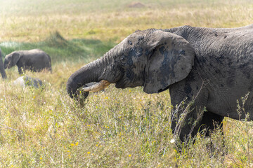 African Elephant cubs at Serengeti National Park during daytime.