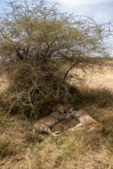 Lions sleeping under bushes - Serengeti National Park, Tanzania, Africa