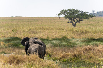 African Elephant cubs at Serengeti National Park during daytime.