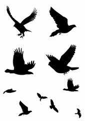 Bird Silhouette
