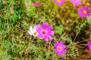 Bright flowers of cosmea bloomed on flower bed on sunny day. Concept of gardening, floriculture.