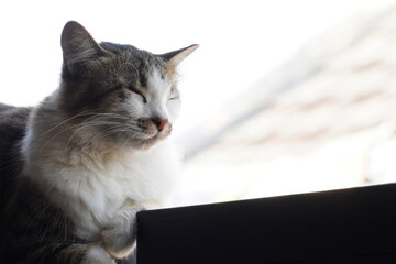 beautiful cats domestic sleeping at  iron fence at the day