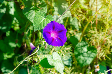 Blue morning glory flower in detail. Ipomoea Indica. Growing bright flowers, landscape design. Macro