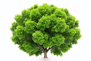 Fototapeta premium Minimalist Green Leaf Tree Isolated on White Background for Nature and Serenity Themes